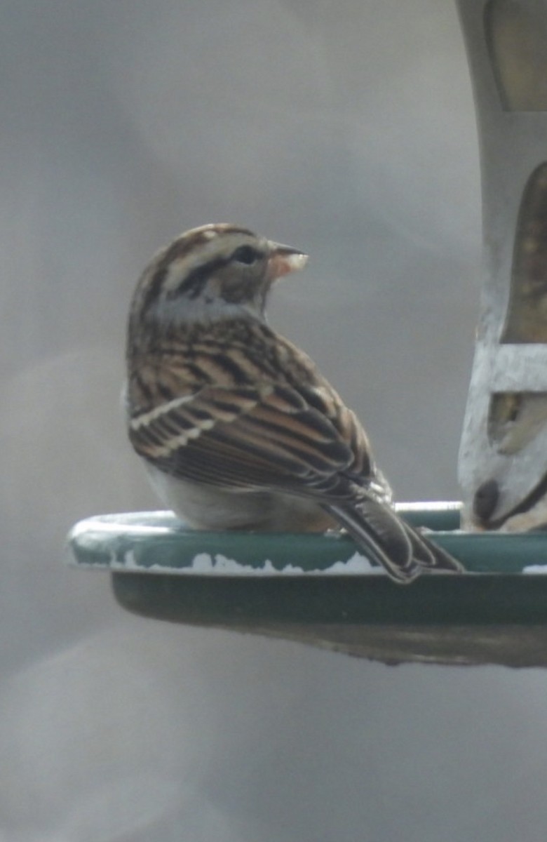 Chipping Sparrow - ML647137050