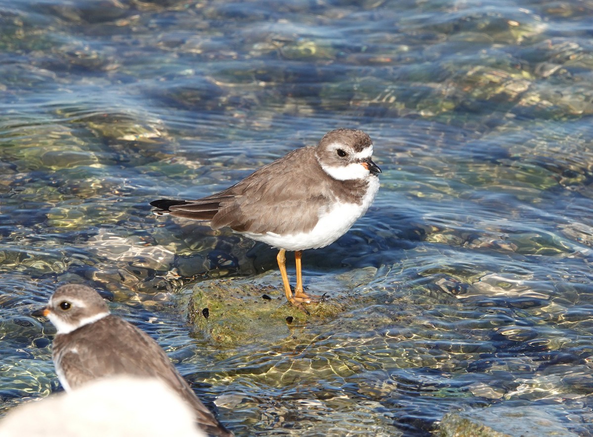 kulík kanadský - ML647137053