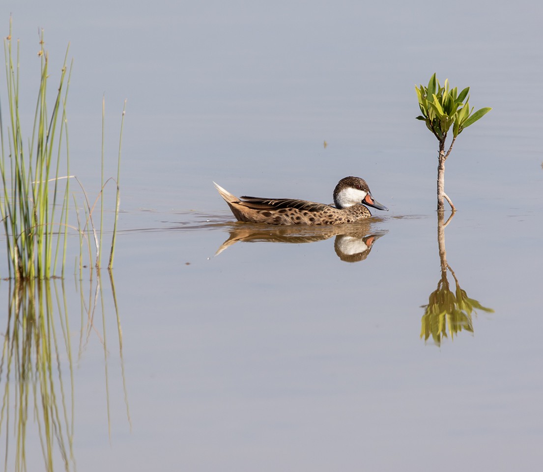 Bahamaente - ML647137054