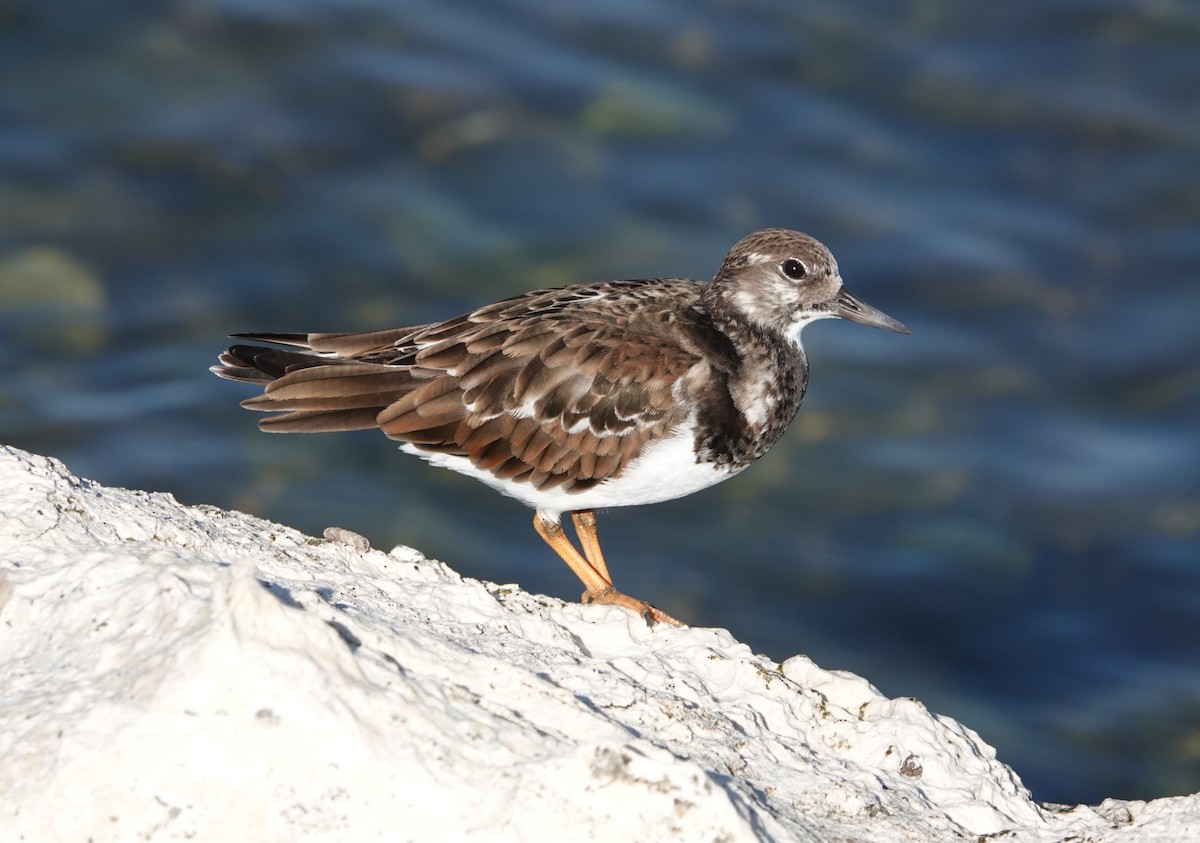 kamenáček pestrý - ML647137058