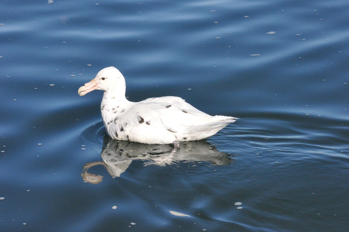 Southern Giant-Petrel - ML647137062