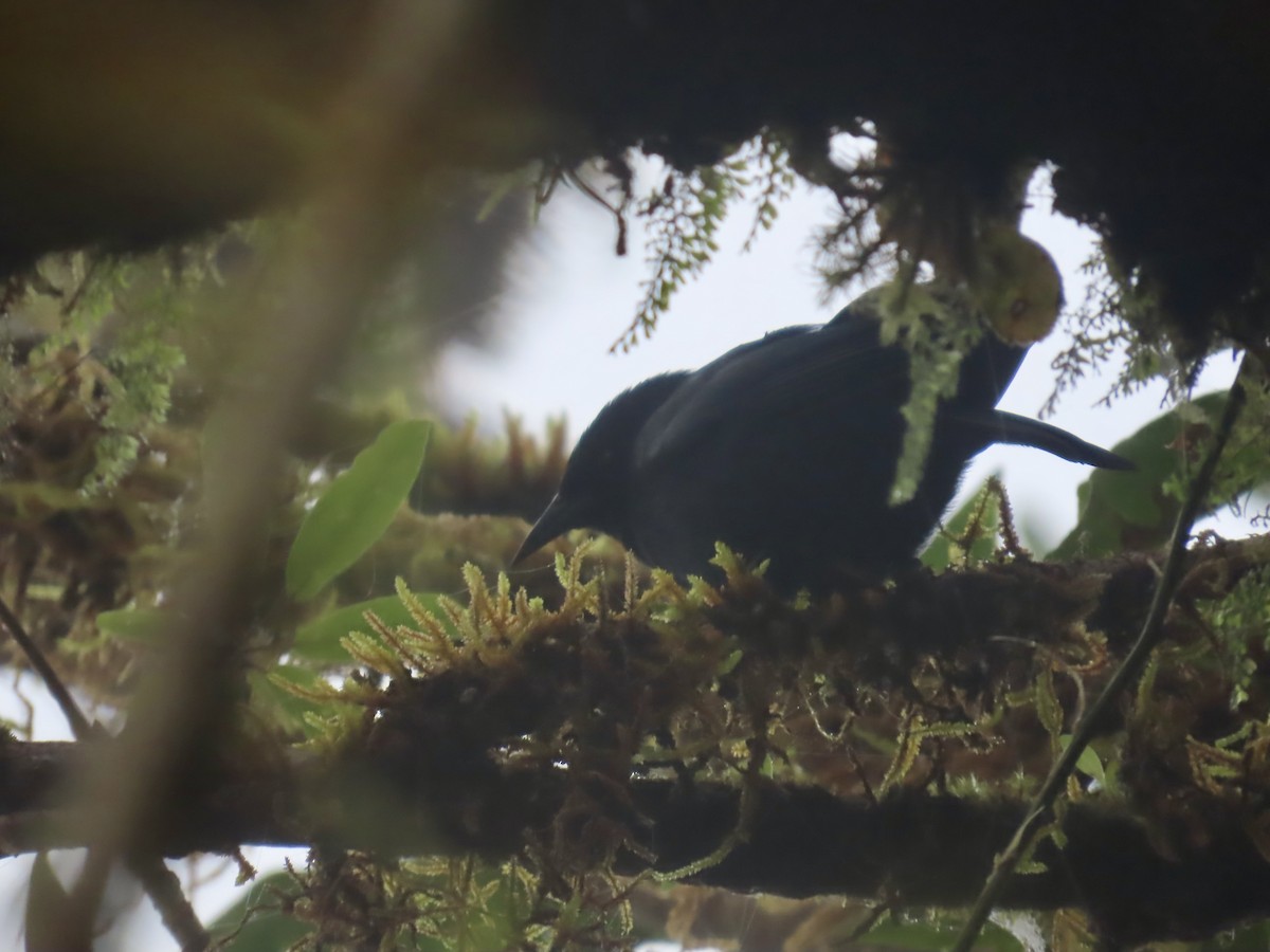 Jamaican Blackbird - ML647137063