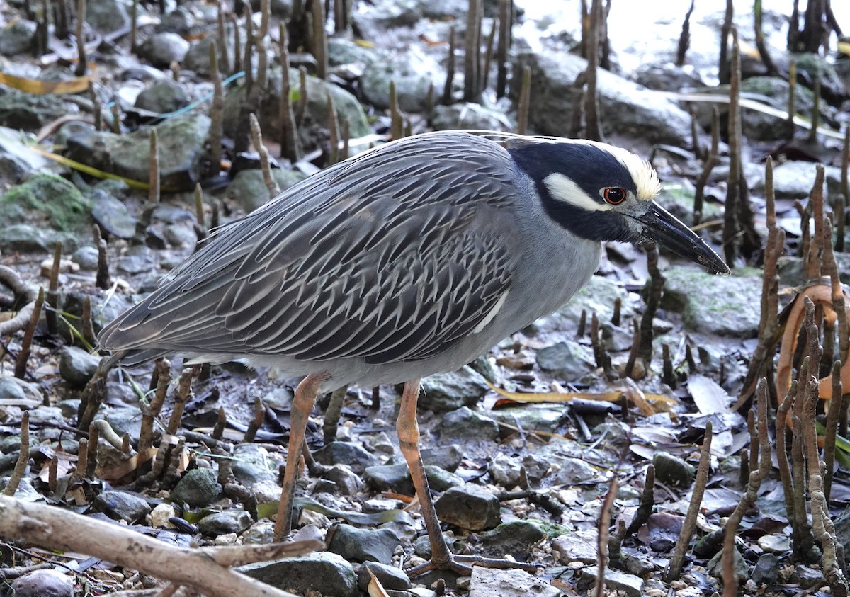 kvakoš žlutočelý - ML647137068