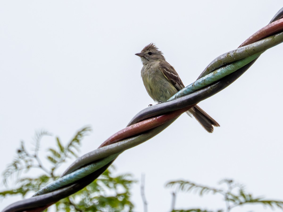 Yellow-bellied Elaenia - ML647137073