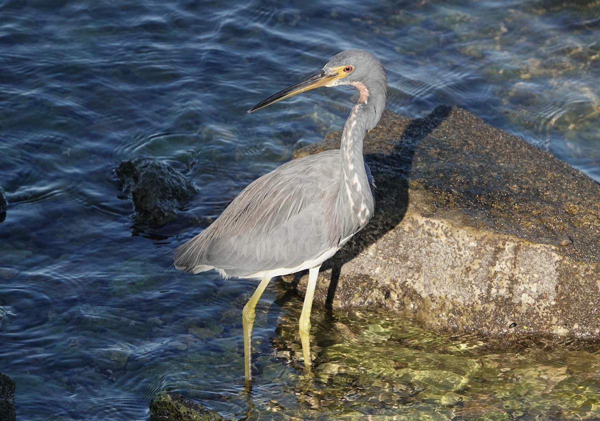 volavka tříbarvá - ML647137074