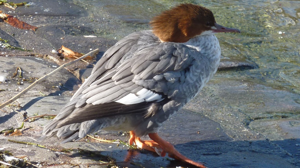 morčák velký - ML647137094