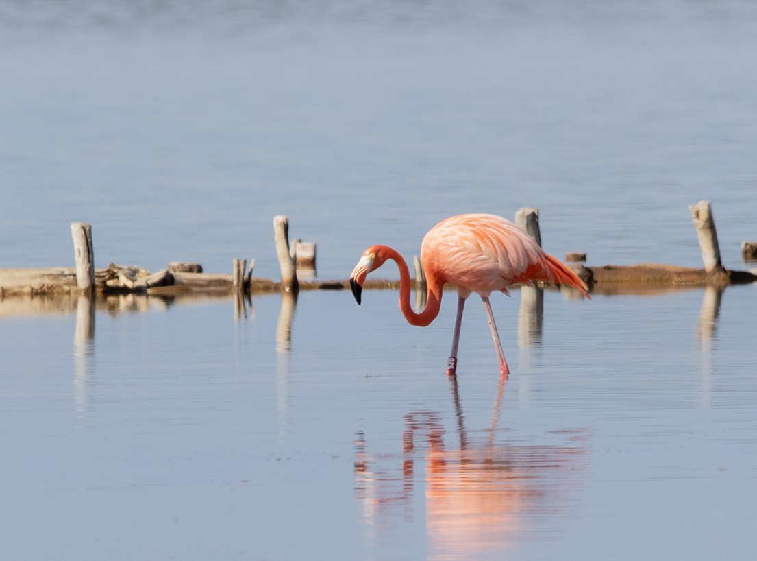 American Flamingo - ML647137100