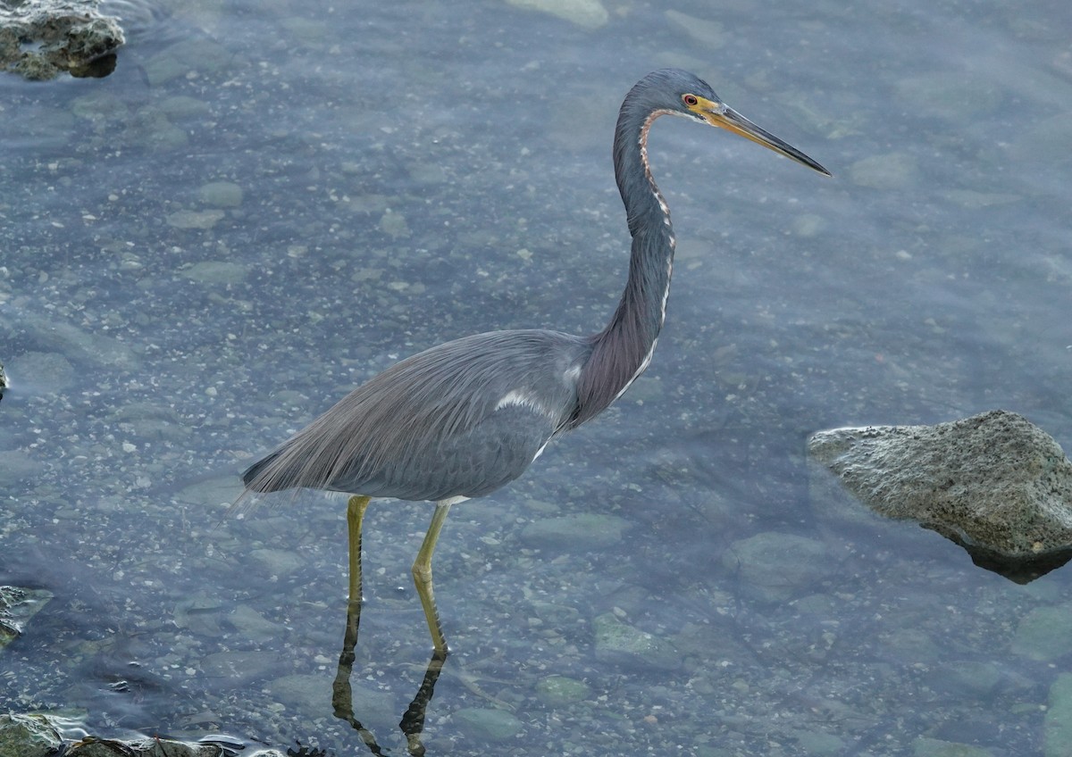 volavka tříbarvá - ML647137102