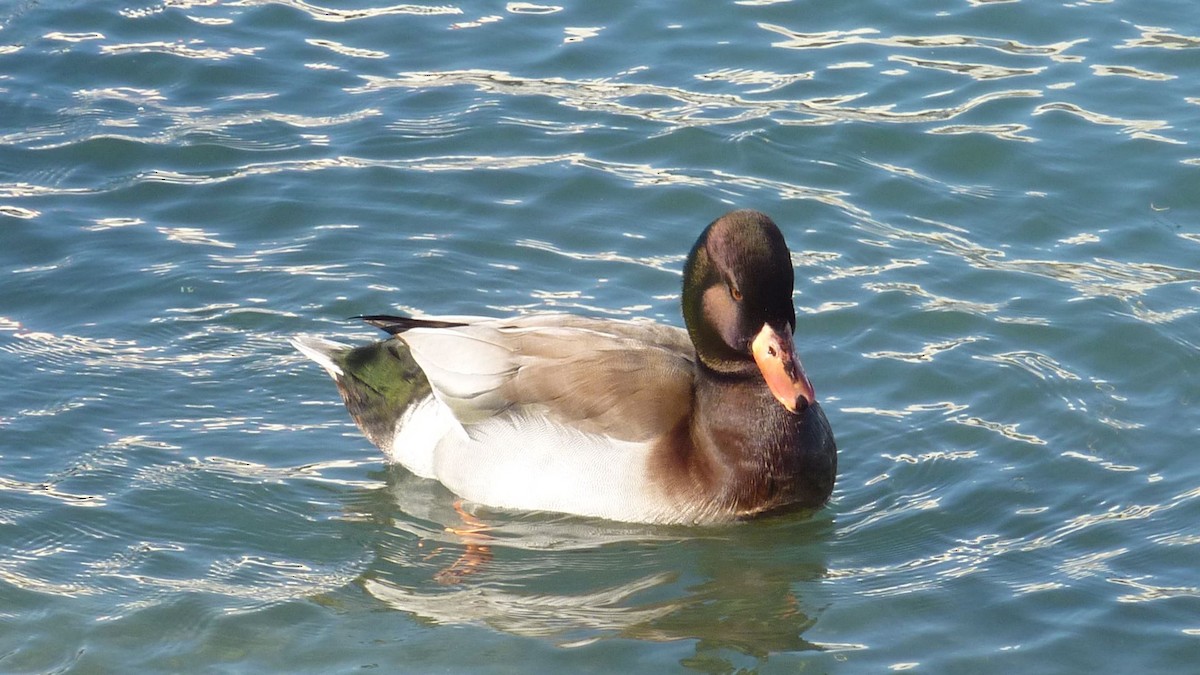 kachna divoká - ML647137103