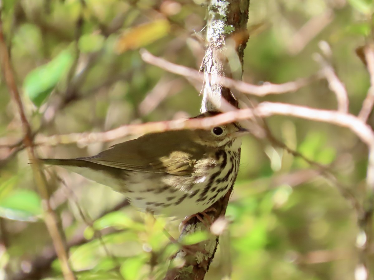 カマドムシクイ - ML647137104