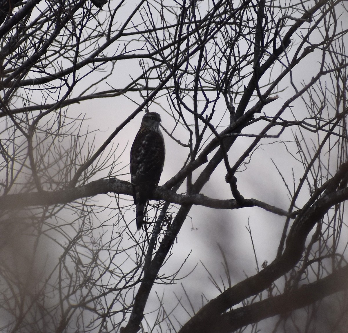 蒼鷹 - ML647137105