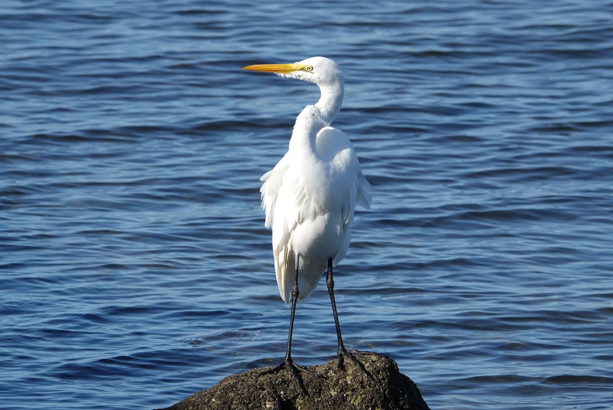 volavka bílá - ML647137108