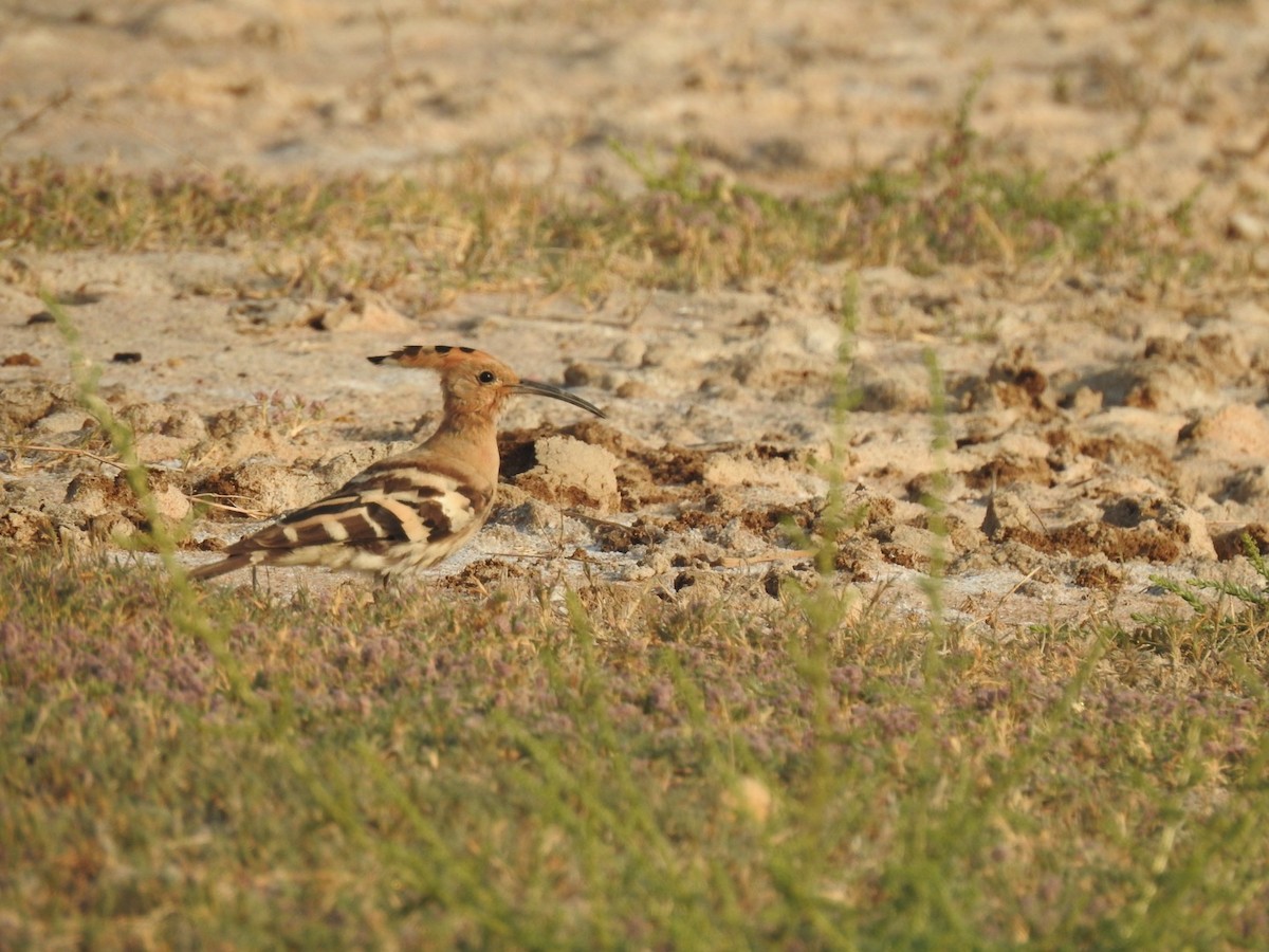 Common Hoopoe - ML647137114