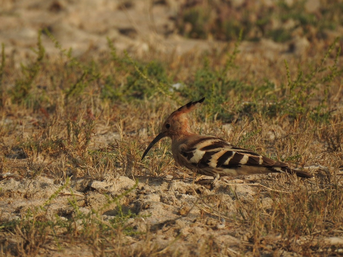 Common Hoopoe - ML647137115