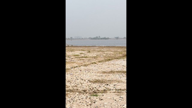 Common Hoopoe - ML647137117