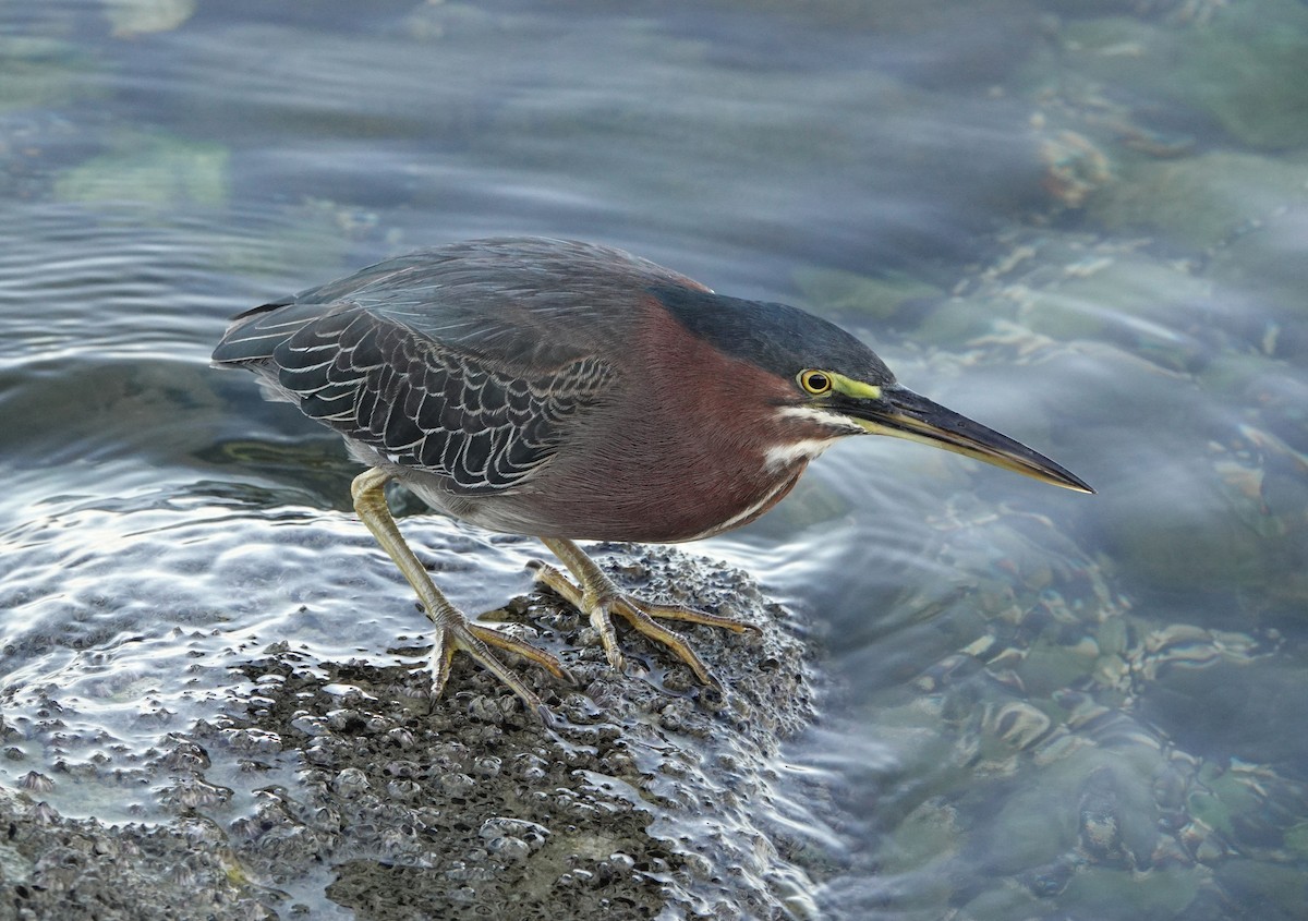 volavka zelenavá - ML647137118