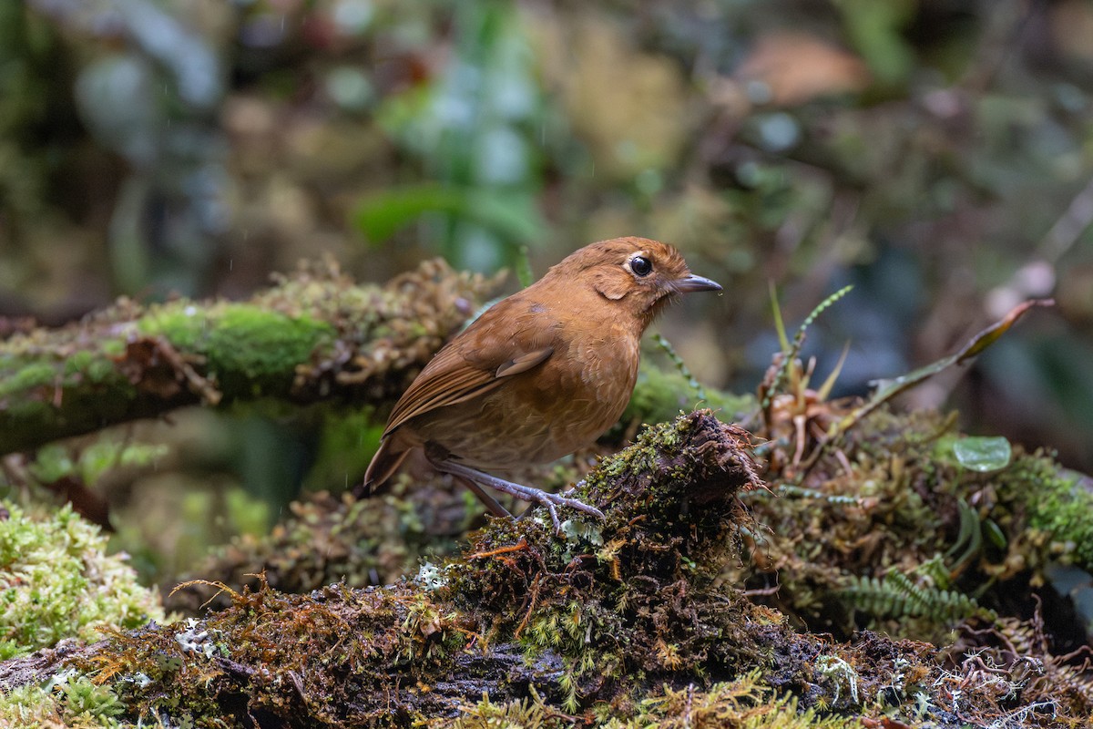 Muisca Antpitta - ML647137120