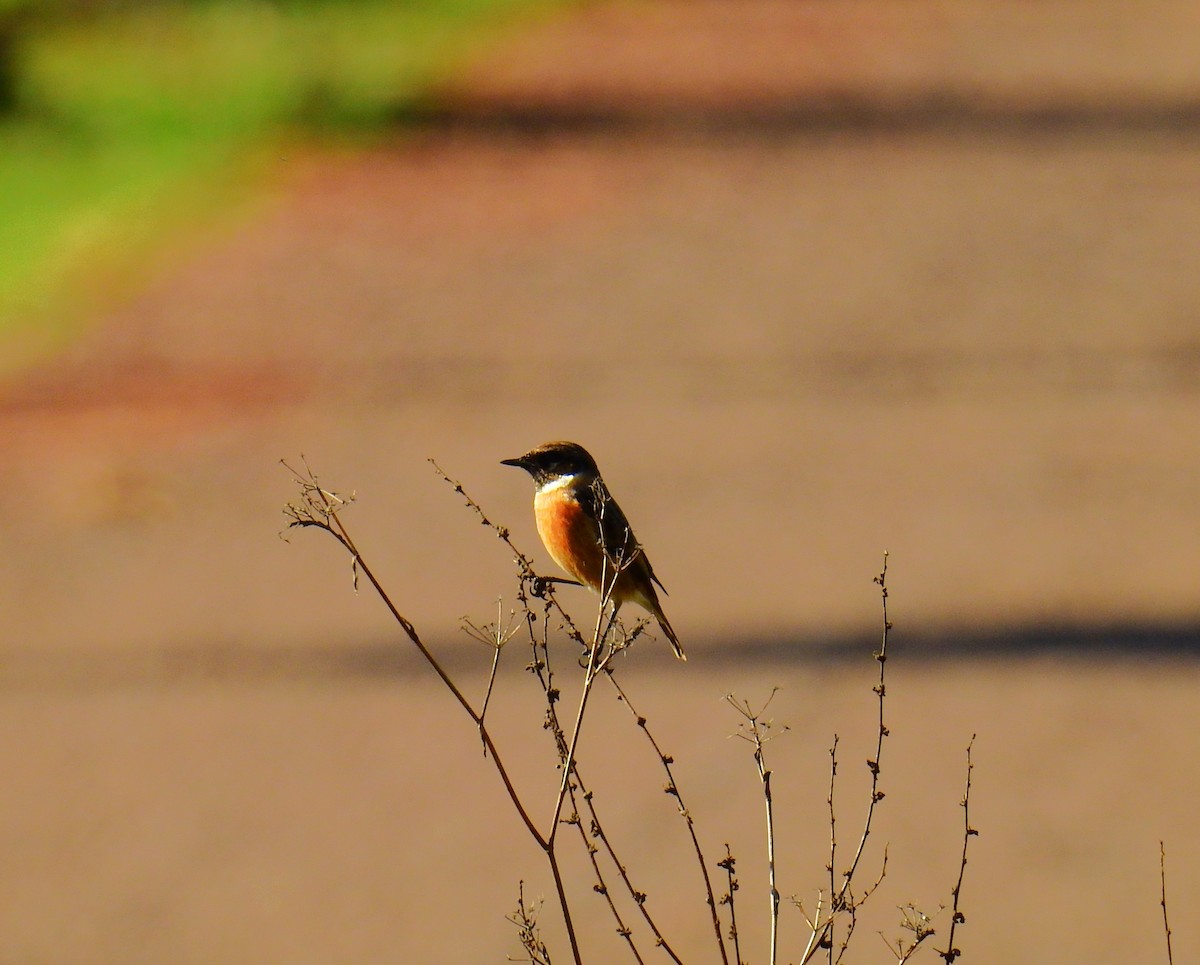 European Stonechat - ML647137123