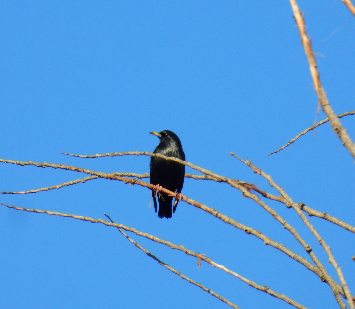 Spotless Starling - ML647137125