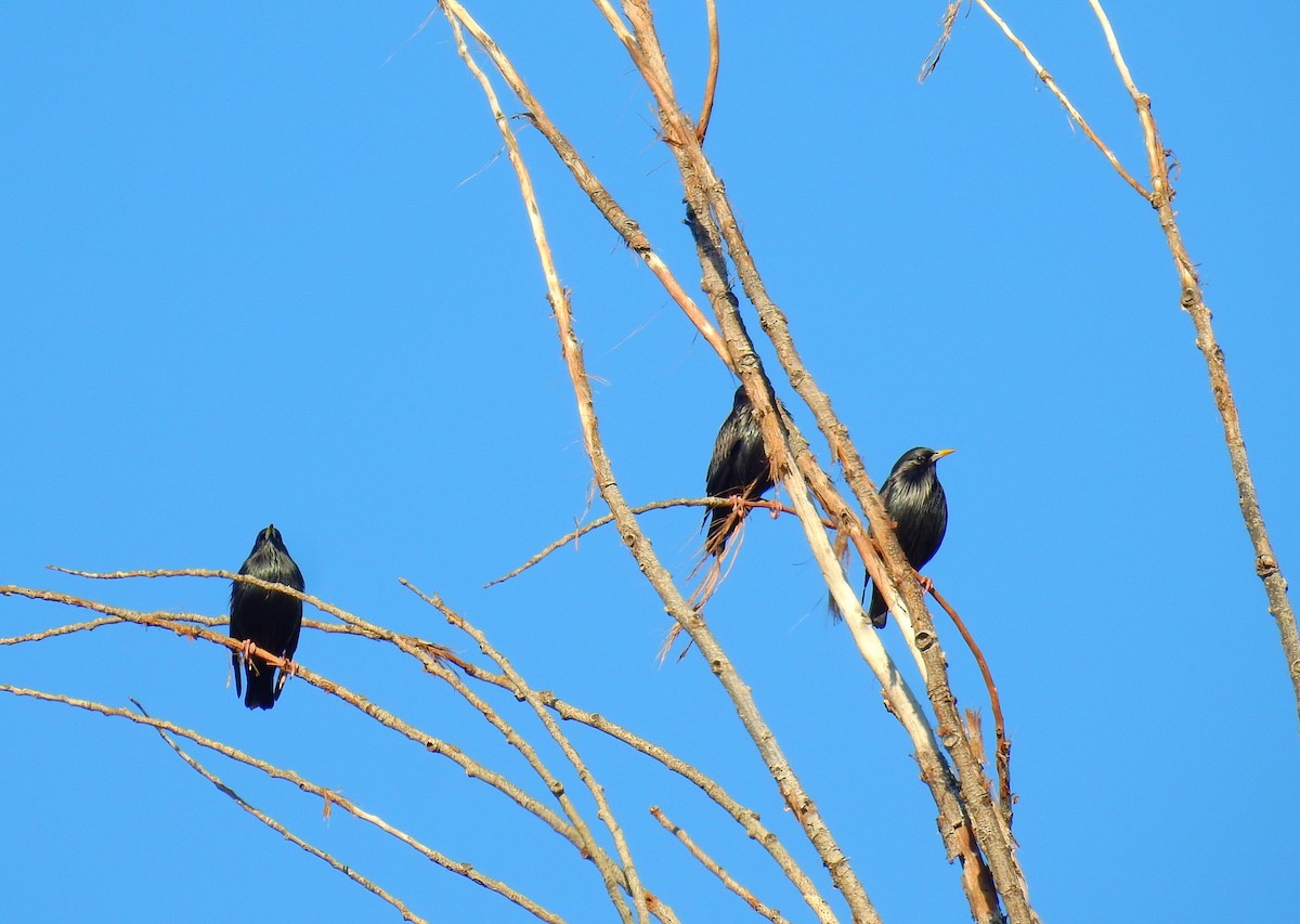 Spotless Starling - ML647137127