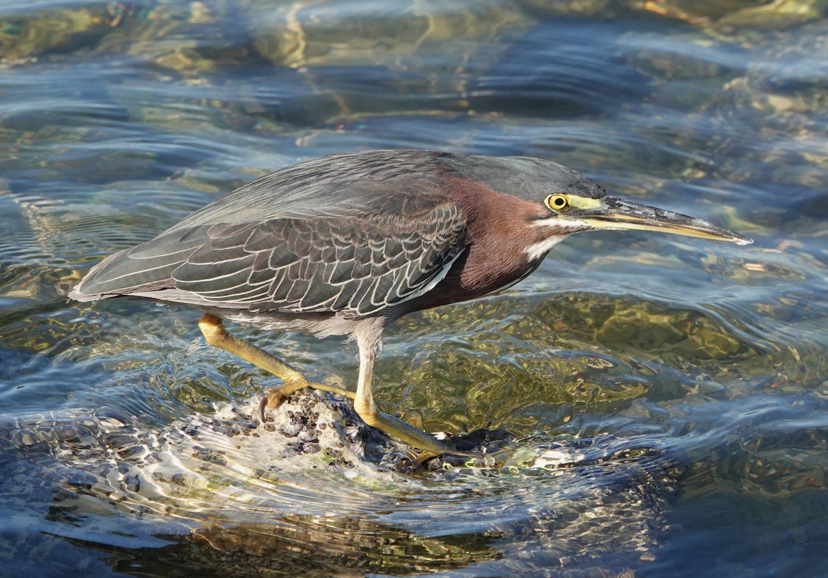 volavka zelenavá - ML647137135