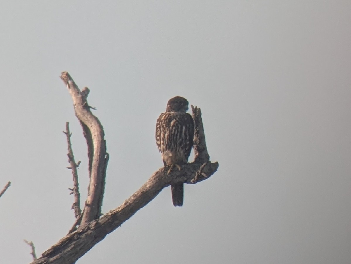 Merlin (Black) - ML647137140