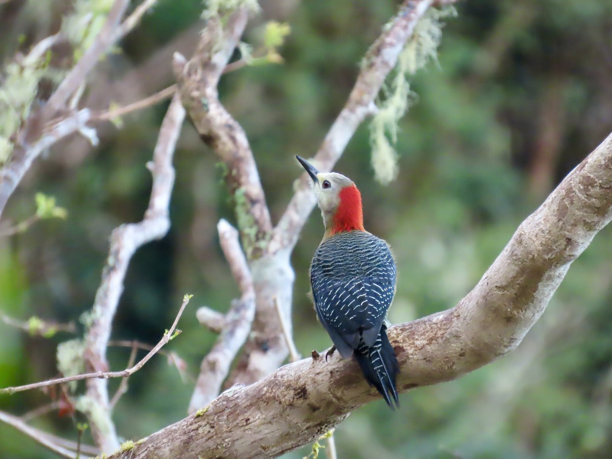 Jamaican Woodpecker - ML647137141