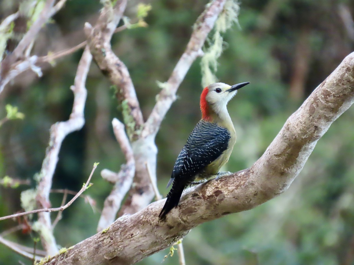 Jamaican Woodpecker - ML647137142