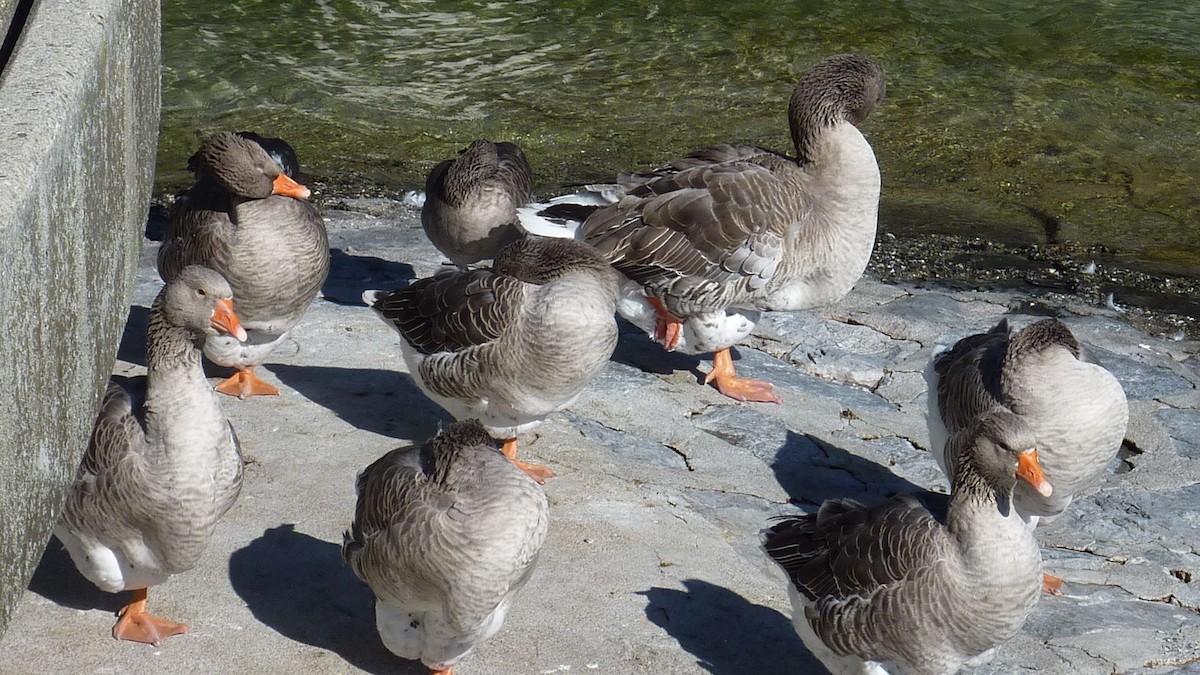 husa velká (domestikovaná) - ML647137151