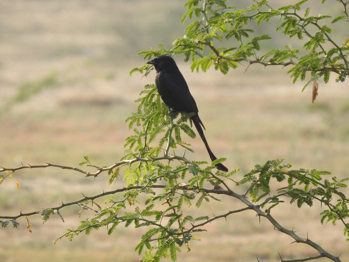 Black Drongo - ML647137154