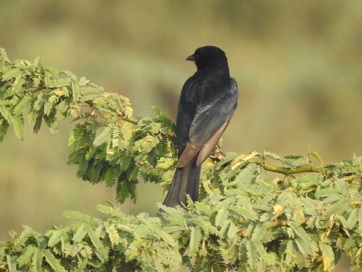 Black Drongo - ML647137155