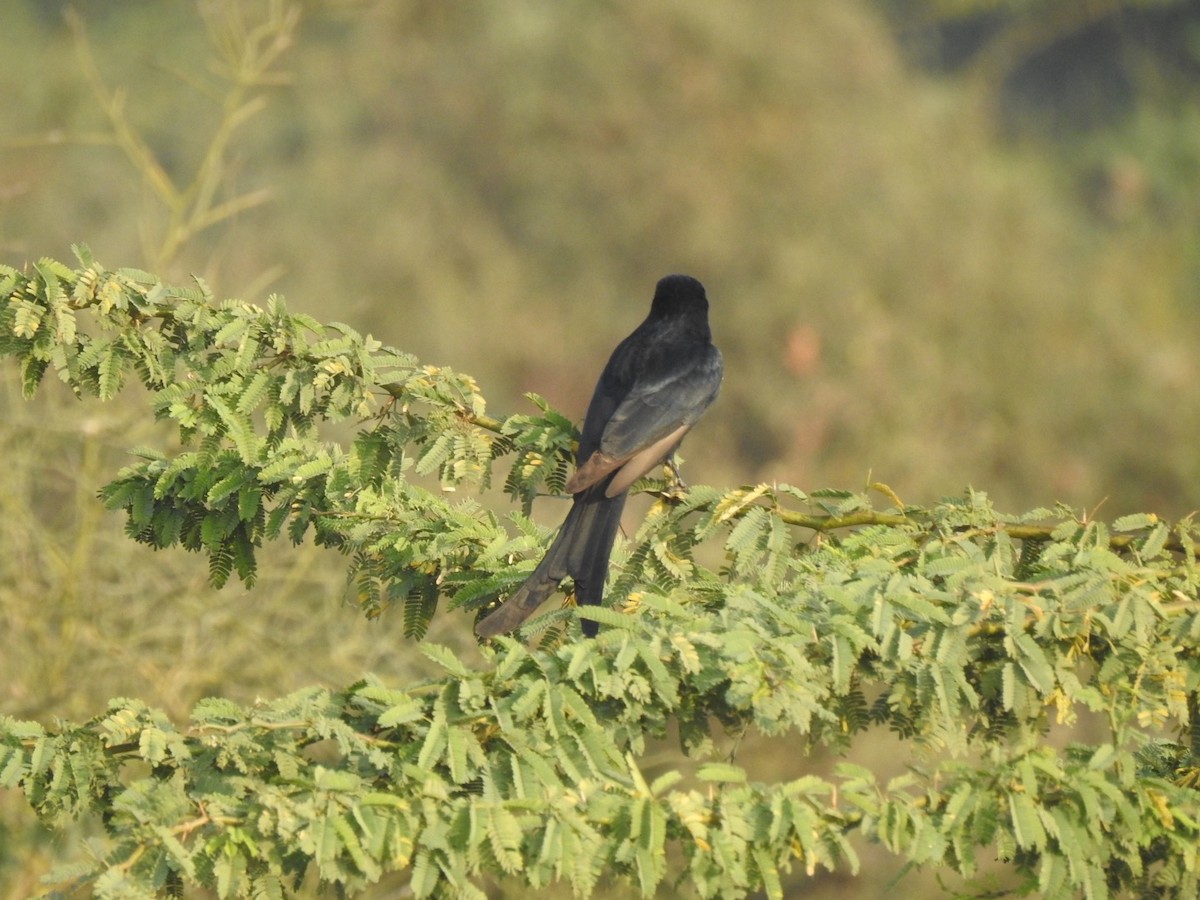 Black Drongo - ML647137156