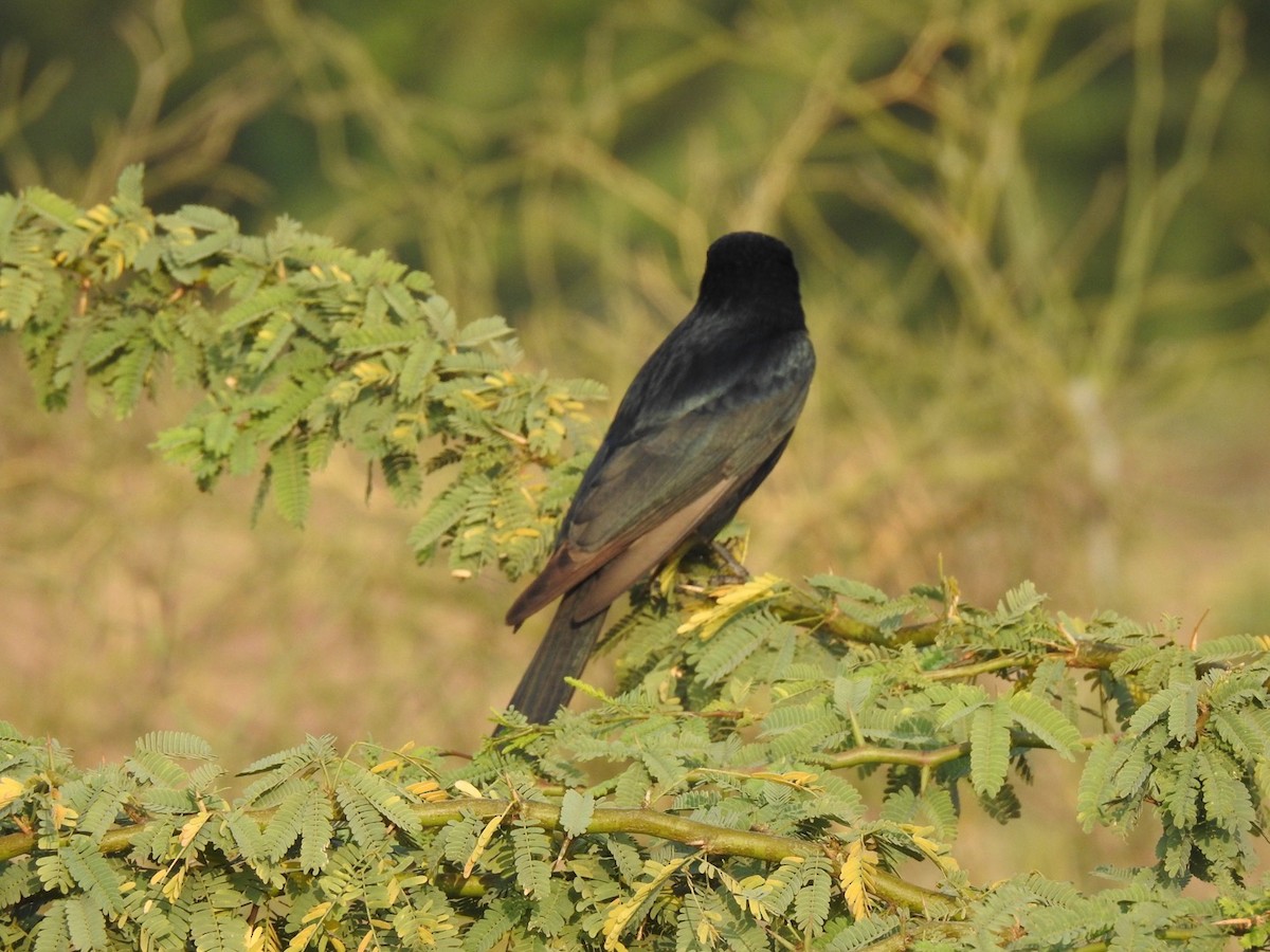 Black Drongo - ML647137157