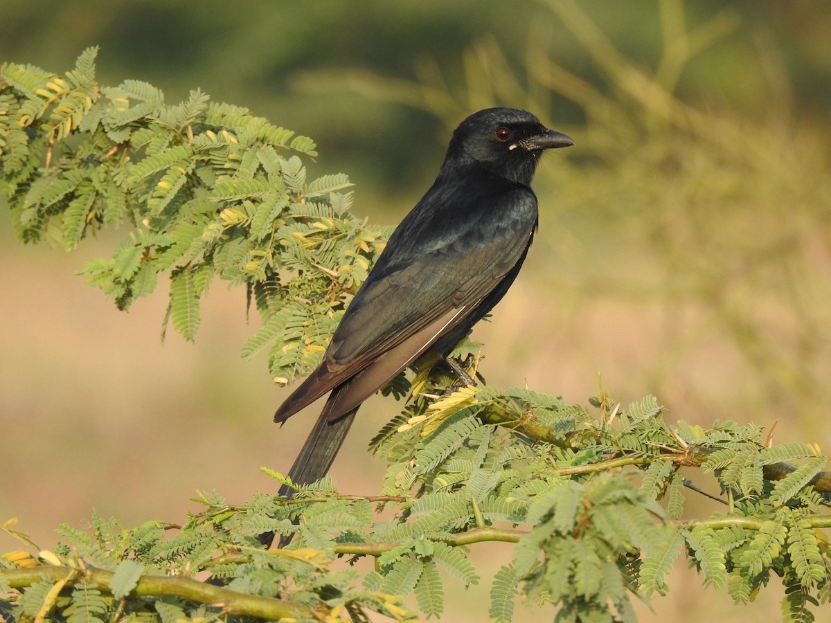 Black Drongo - ML647137158