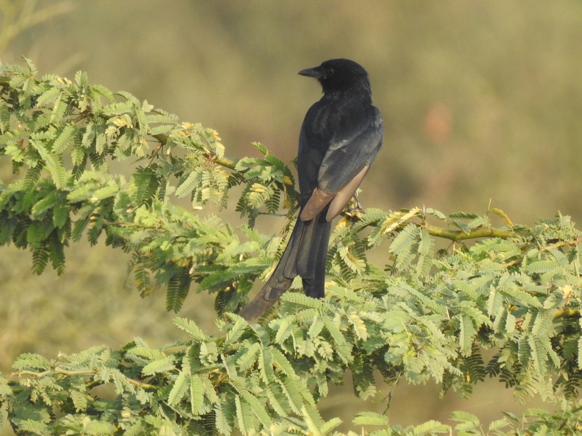 Black Drongo - ML647137159