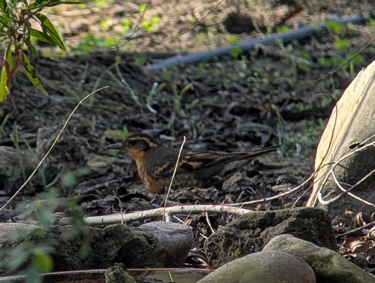 Varied Thrush - ML647137163