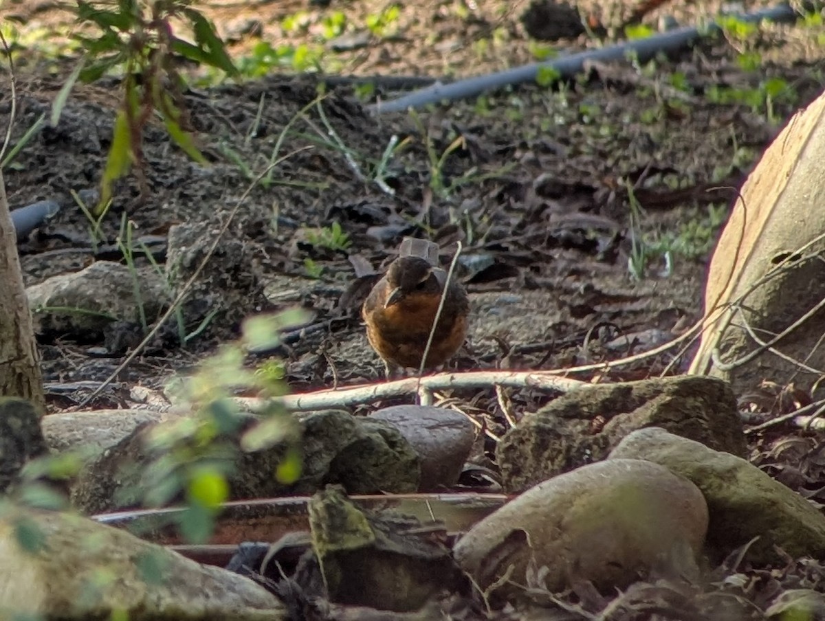 Varied Thrush - ML647137164