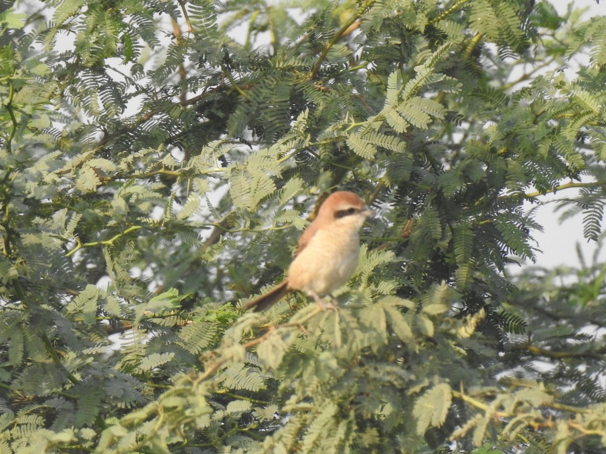 shrike sp. - ML647137170
