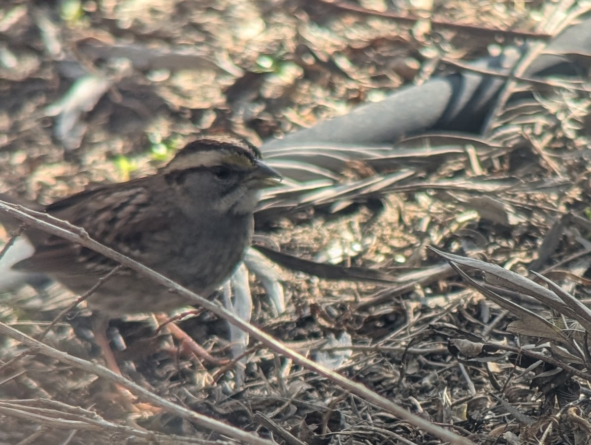 White-throated Sparrow - ML647137172