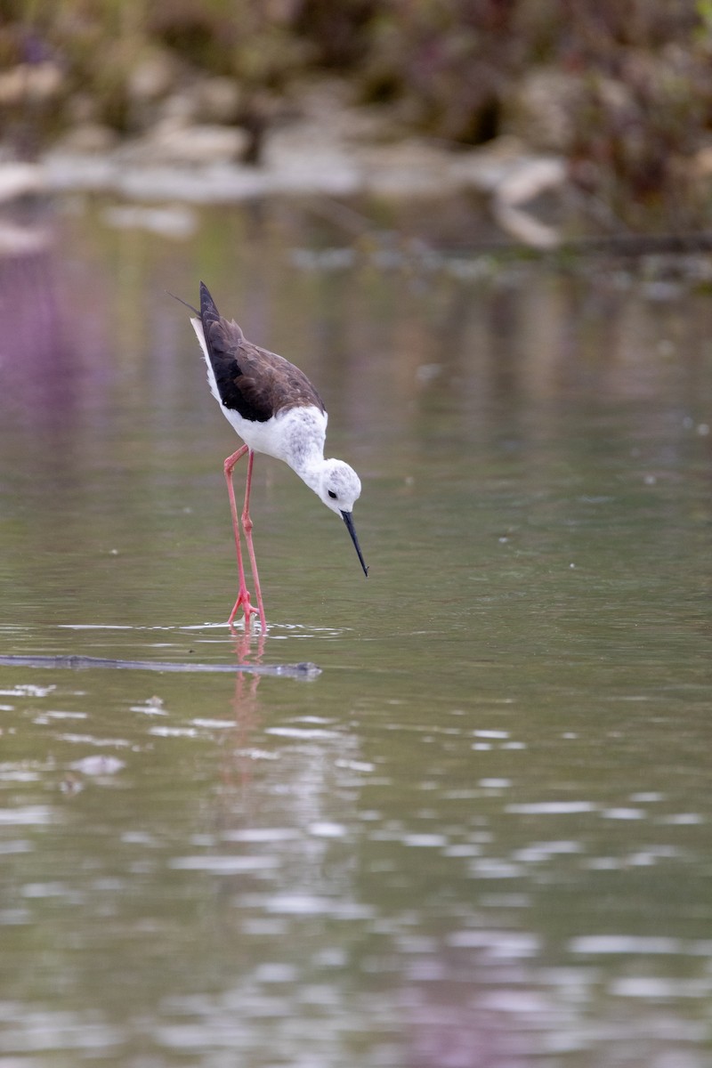 Black-winged Stilt - ML647137174