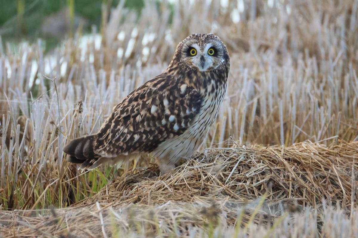 Short-eared Owl - ML647137181