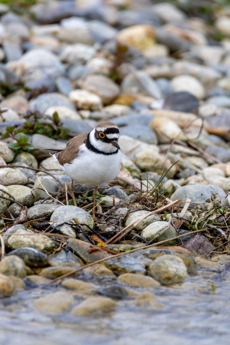 Little Ringed Plover - ML647137197