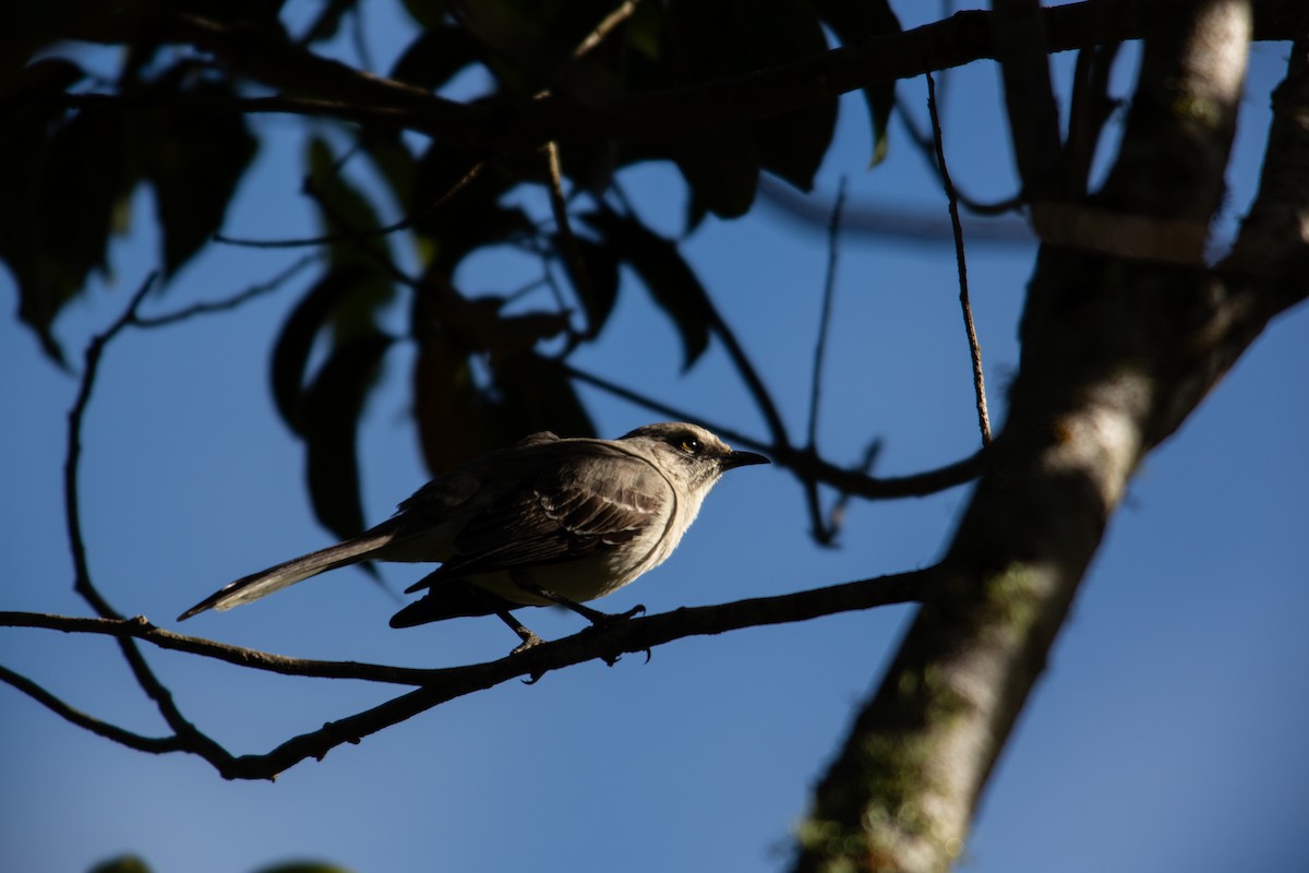Tropical Mockingbird - ML647137198