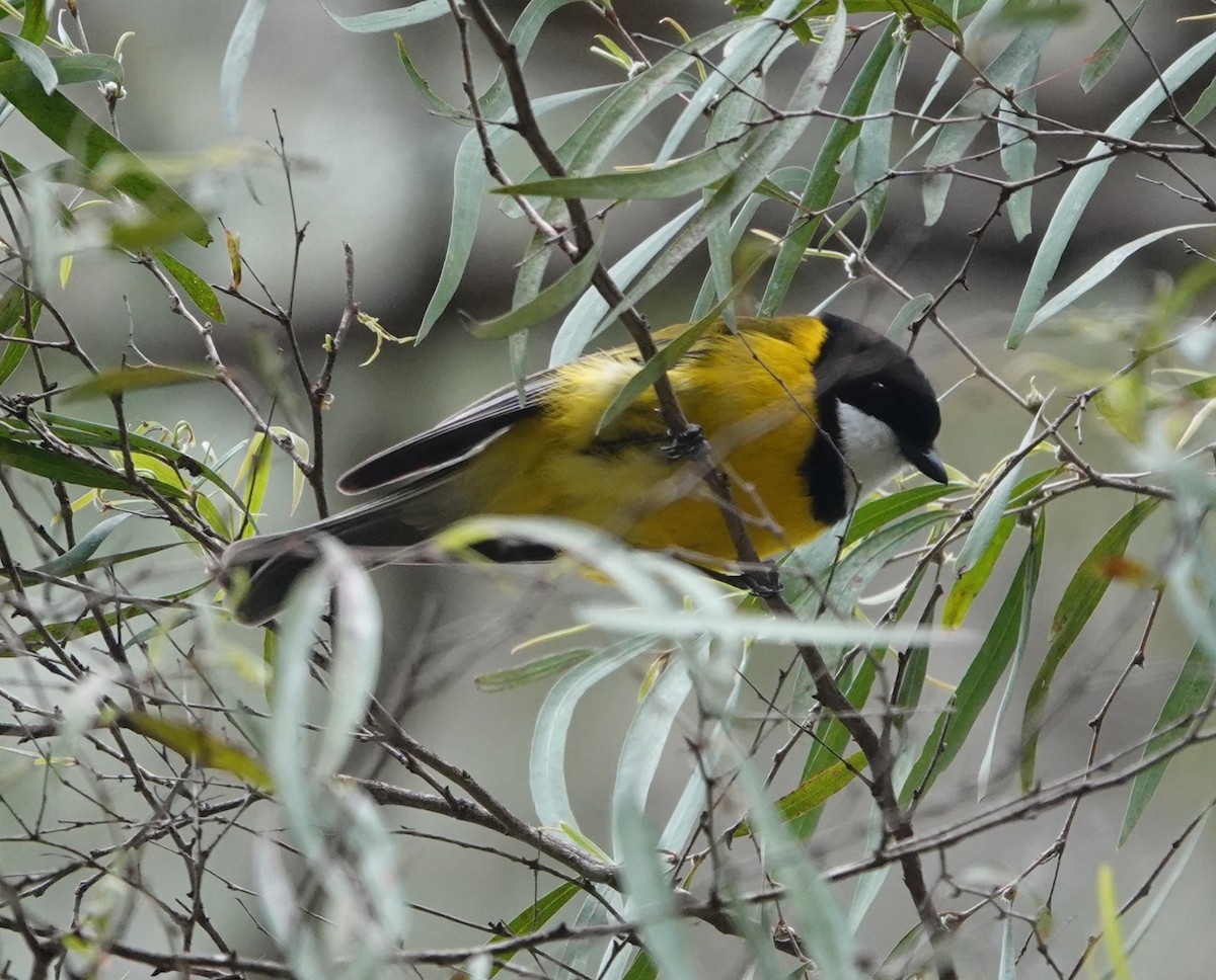 Golden Whistler - ML647137201