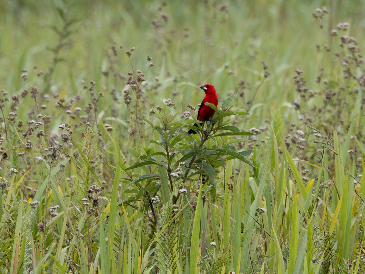 Brazilian Tanager - ML647137203