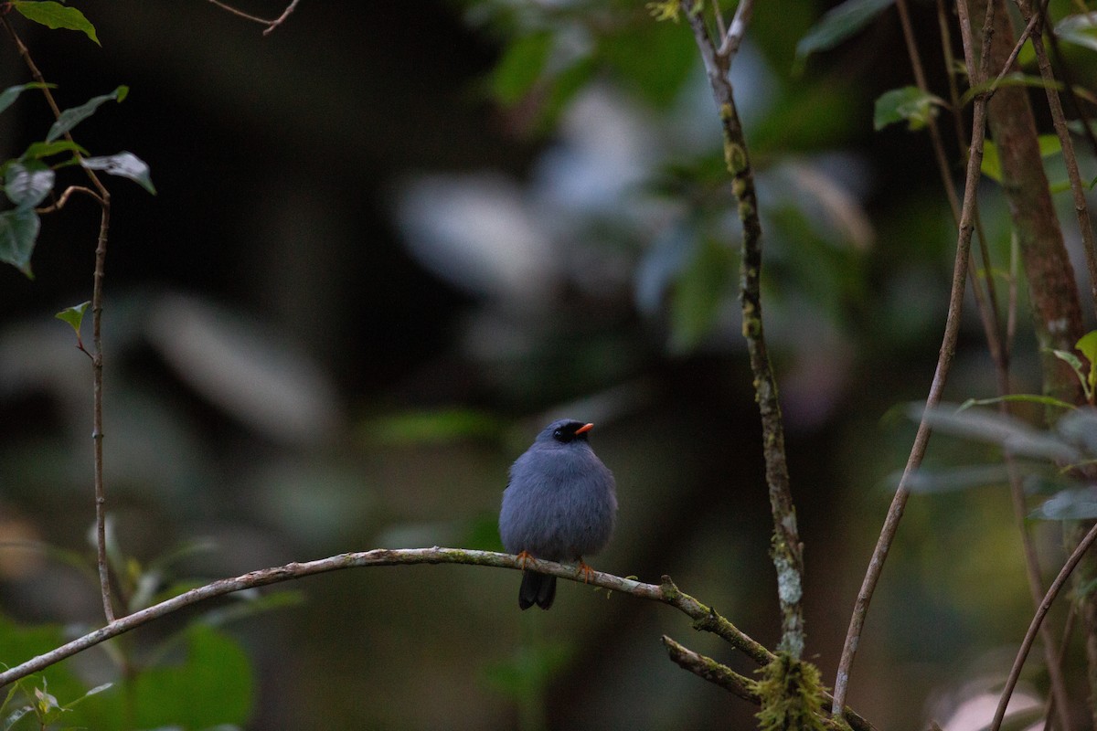 Black-faced Solitaire - ML647137204