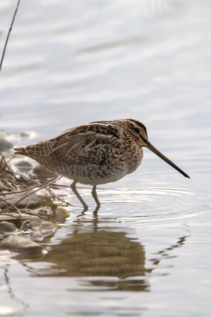 חרטומית ביצות - ML647137205