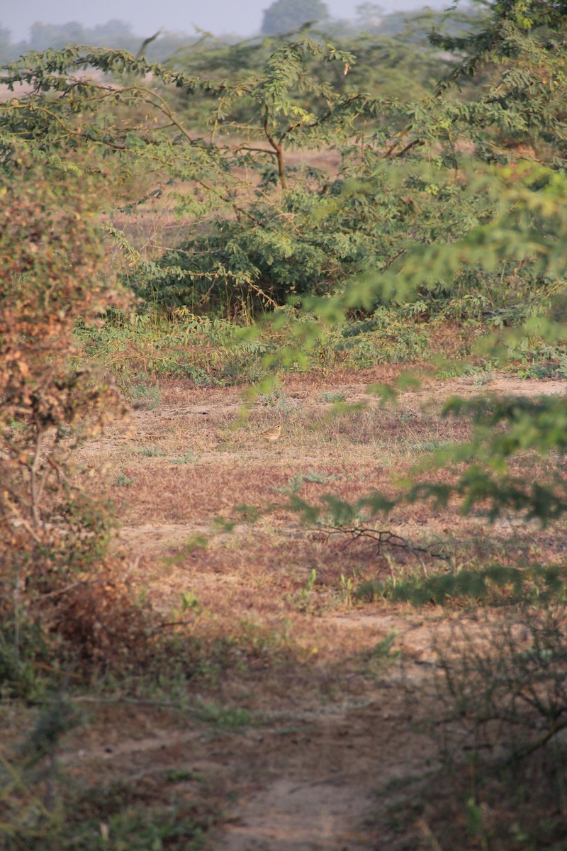 Ashy Prinia - ML647137206