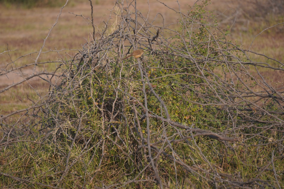 Ashy Prinia - ML647137207