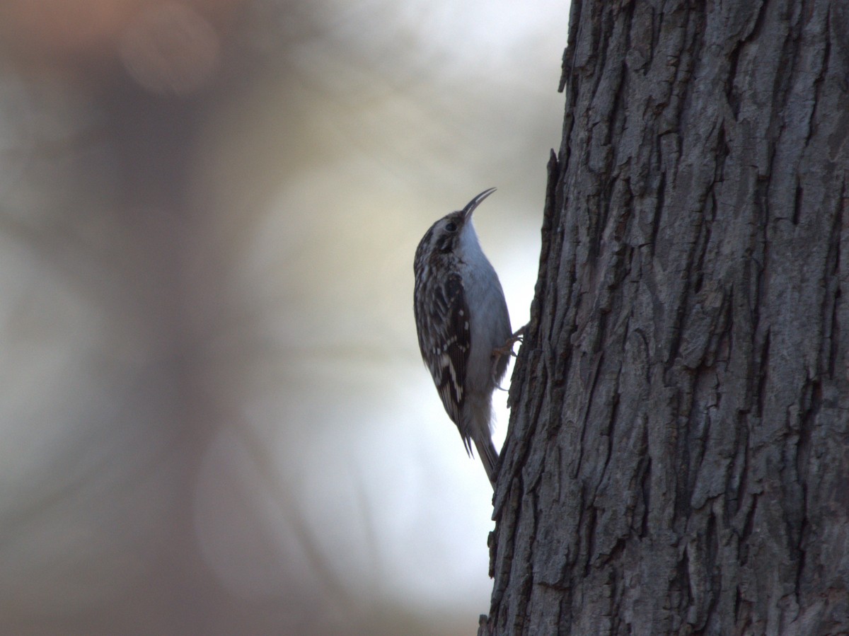 Brown Creeper - ML647137210